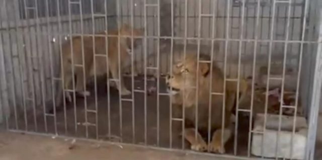 FGR oriental puebla leones b