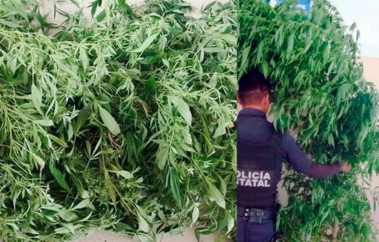 Xochitlan Policia Estatal marihuana