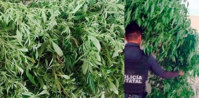 Xochitlan Policia Estatal marihuana