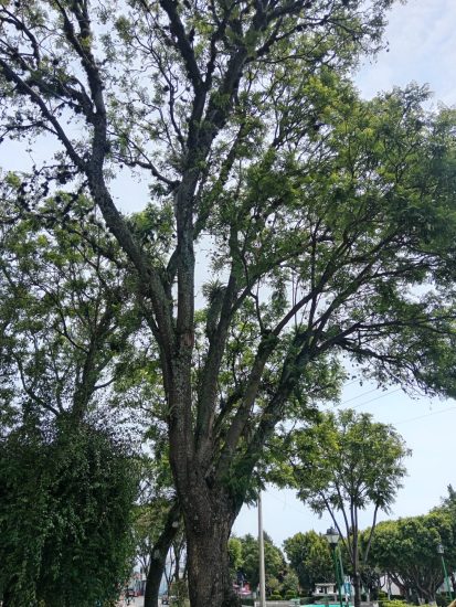 arbol san salvador el verde