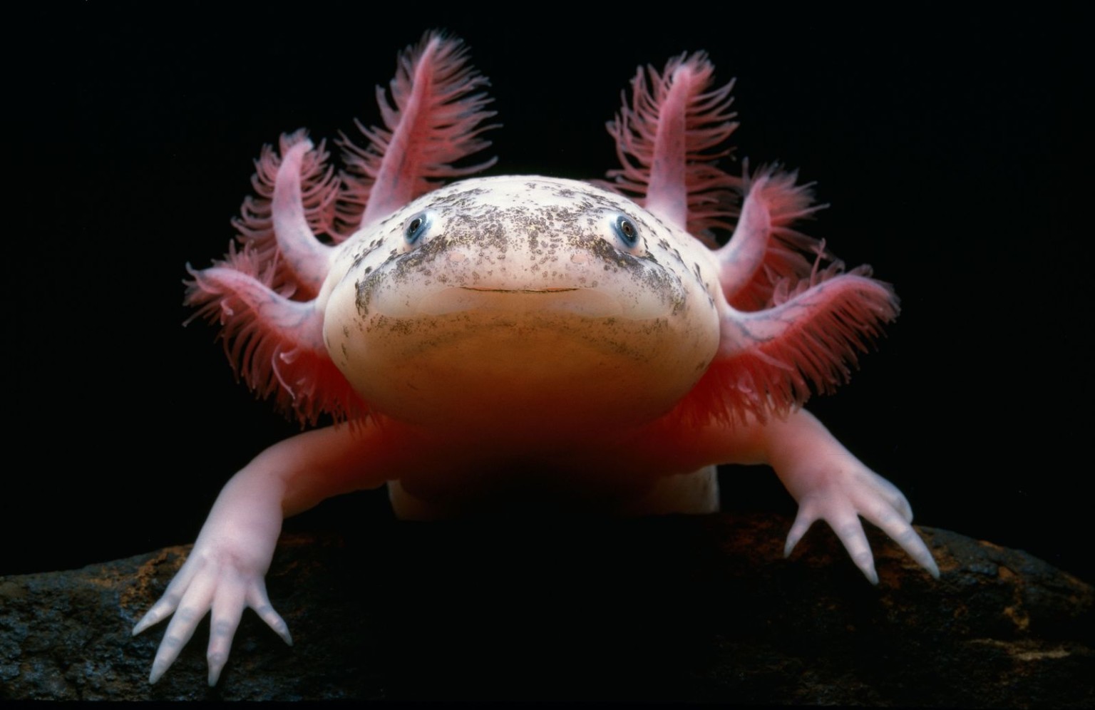 axolotl ajolote