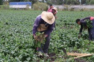 Nonechka ha permitido incrementar el conocimiento sobre la trata laboral en el sector agrícola e informar las políticas y acciones que pueden implementarse para prevenirla