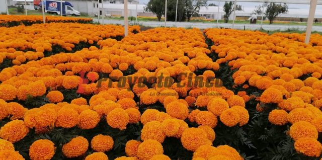 cempasuchil maseta atzala