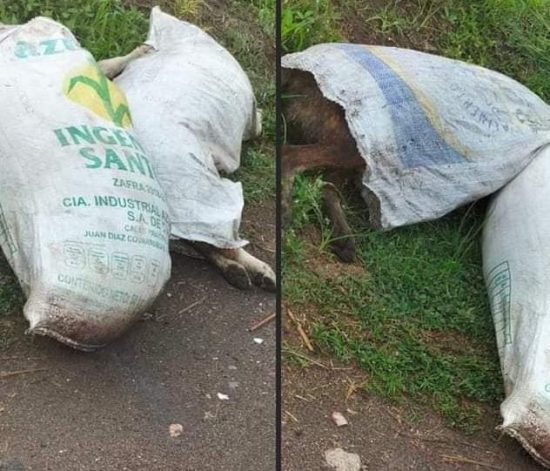 Animalistas denunciaron ante la Fiscalía General del Estado la forma en que fueron encontrados tres perros dentro de un costal en la comunidad de Moyotzingo, en el municipio de San Martín Texmelucan