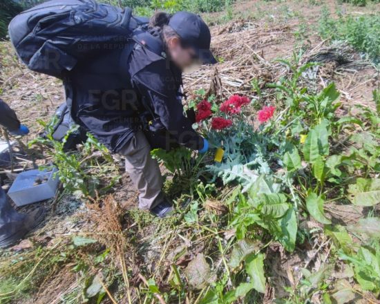 Operativo de la FGR contra plantíos ilícitos en Atempan, Puebla 2 Elementos de la FGR y fuerzas federales coordinaron el cateo en una propiedad del barrio de Ahuata, en Atempan, tras recibir una denuncia ciudadana.