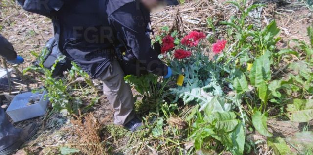 etempan puebla amapola fgr