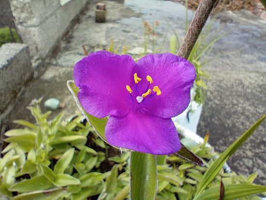 La Flora en el Valle de Texmelucan y sus comunidades