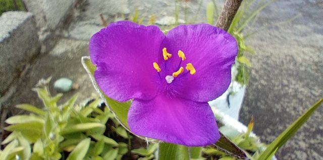 flor san salvador el verde