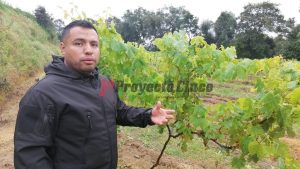 hecto uva de mesa hueyacatitla