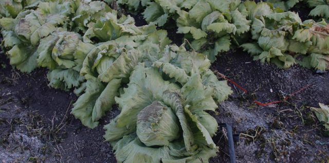 heladas terrenos puebla