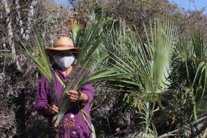 herencia artesanal palma en Huatlatlauca 2