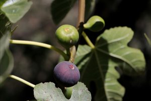 higo fruto chiautzingo