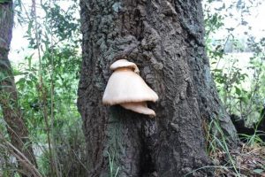hongo en el bosque arbol