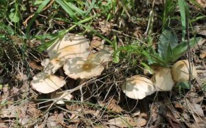 hongo silvestre comestible