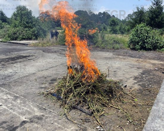 Operativo de la FGR contra plantíos ilícitos en Atempan, Puebla 1 Tras el aseguramiento, personal de la Secretaría de la Defensa Nacional procedió a la destrucción por incineración de 12 kilos de plantas ilícitas.