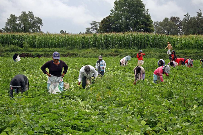 jornaleros trabajando en estados unidos
