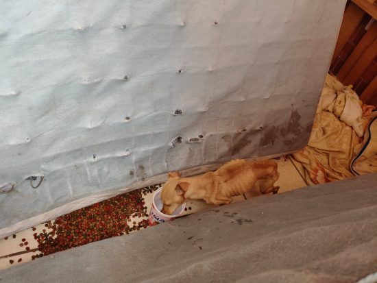 lomito rescatado tlanalapan texmelucan fge gobierno