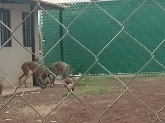Puebla capital, San Martín Texmelucan, Atlixco, Tehuacán y Huauchinango donde se generan el mayor índice de trato cruel o dañino hacia los animales