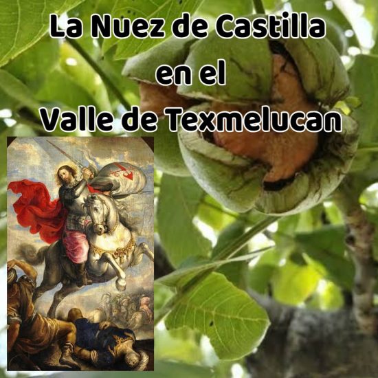 nuez de castilla en el valle de Texmelucan