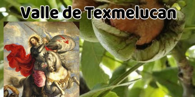 nuez de castilla en el valle de Texmelucan