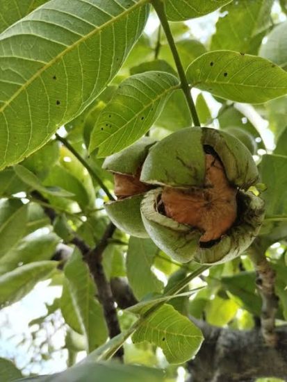 La Nuez de Castilla llega con los españoles, un fruto del mediterraneo