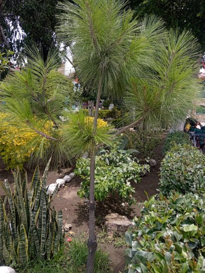 ocote zocalo de la ciudad de san martin texmelucan