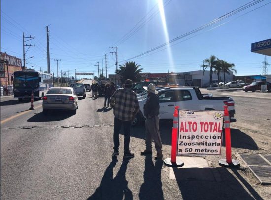 Se inspeccionaron un total de 54 vehículos con ganado bovino, ovino y equino, que tenían como destino el Tianguis Ganadero de Villa Alta