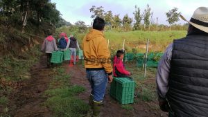 pizca de uva trabaajadores ixtapalucan