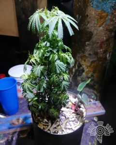 planta marihuana penal de puebla