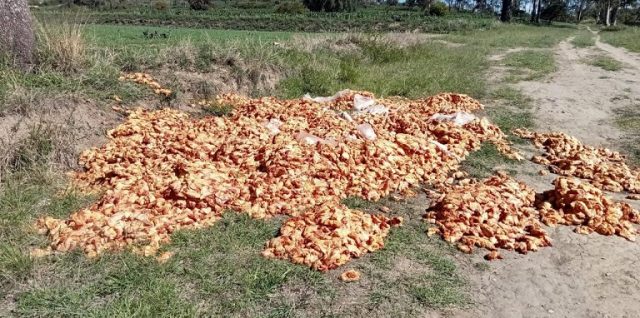 pollos desechado camino