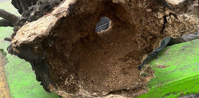 proteccion civil texmelucan poda arboles