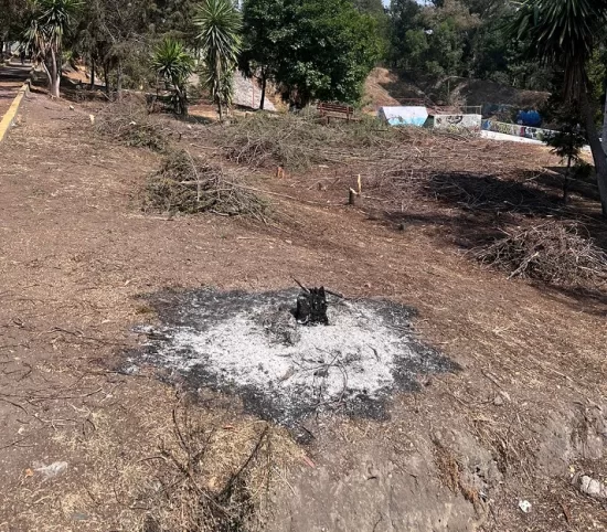 quema de arboles angeles blanco 2
