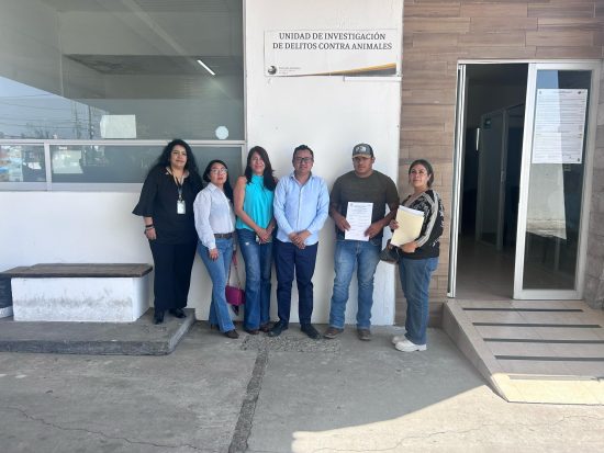 seguimiento denuncia maltrato caballo carnaval huejotzingo 2025