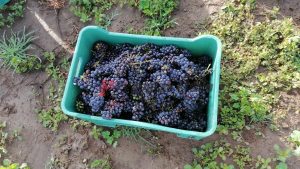 uva para vino poblano