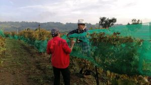 uva para vino poblano tlahuapan ixtapalucan