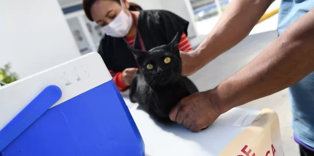 vacunacion antorrrabica puebla felina y canina